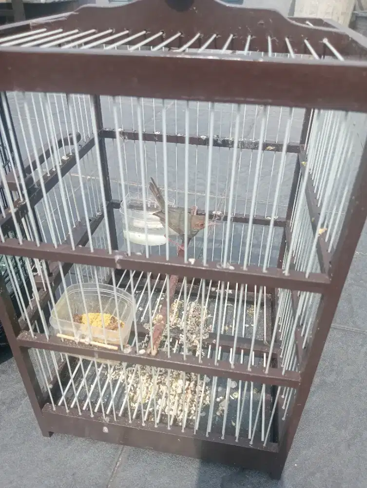 Prenjak dan Tepus Lurik