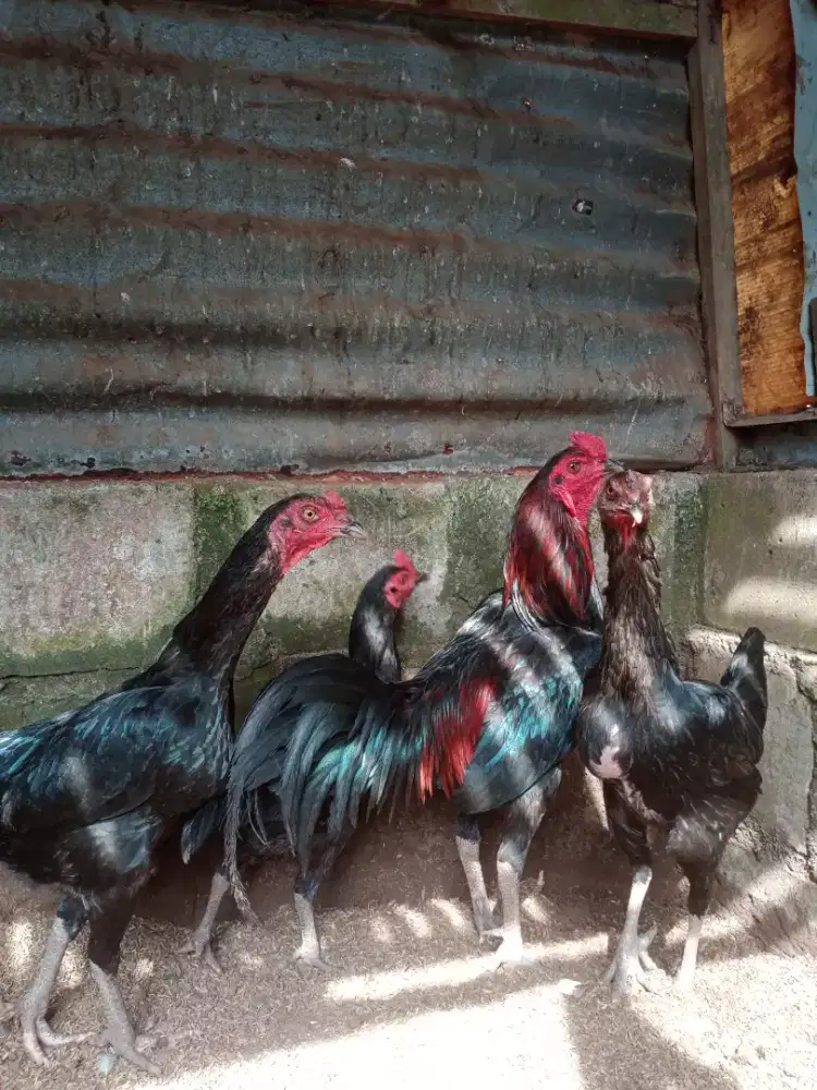 Ayam kampung pejantan dan babon