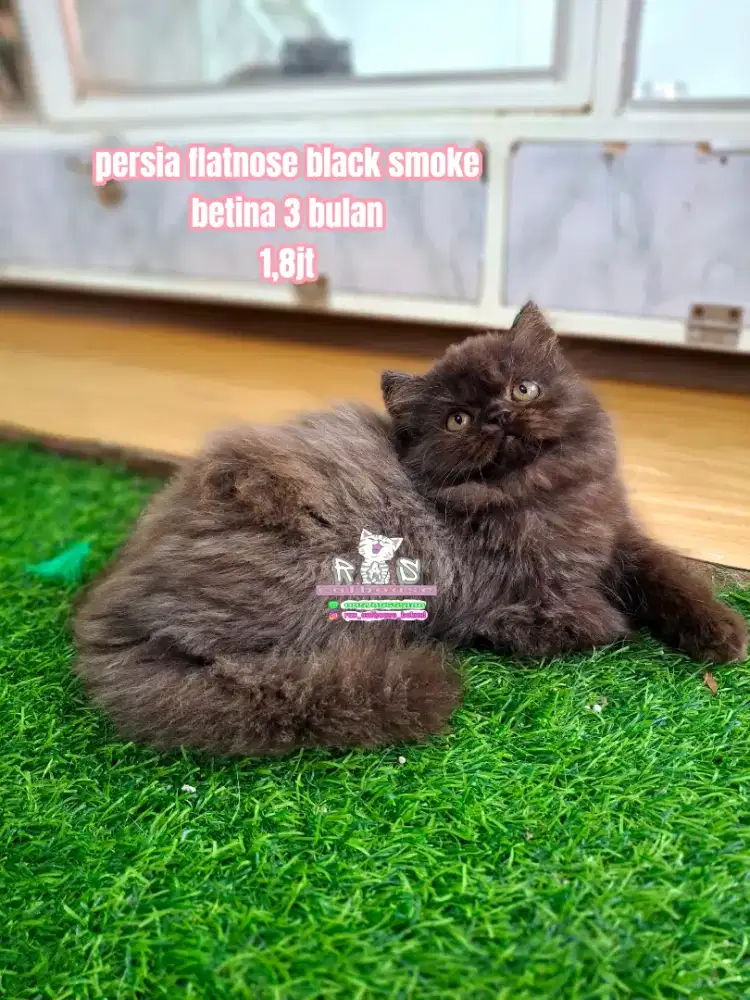 Kucing kitten persia munchkin peaknose flatnose himalaya