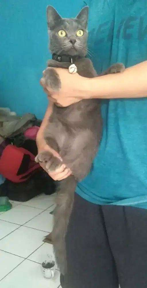 Kucing mix British x Persia betina