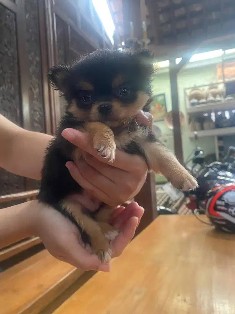 Open Adopt Anjing Mix Pom&Chihuahua