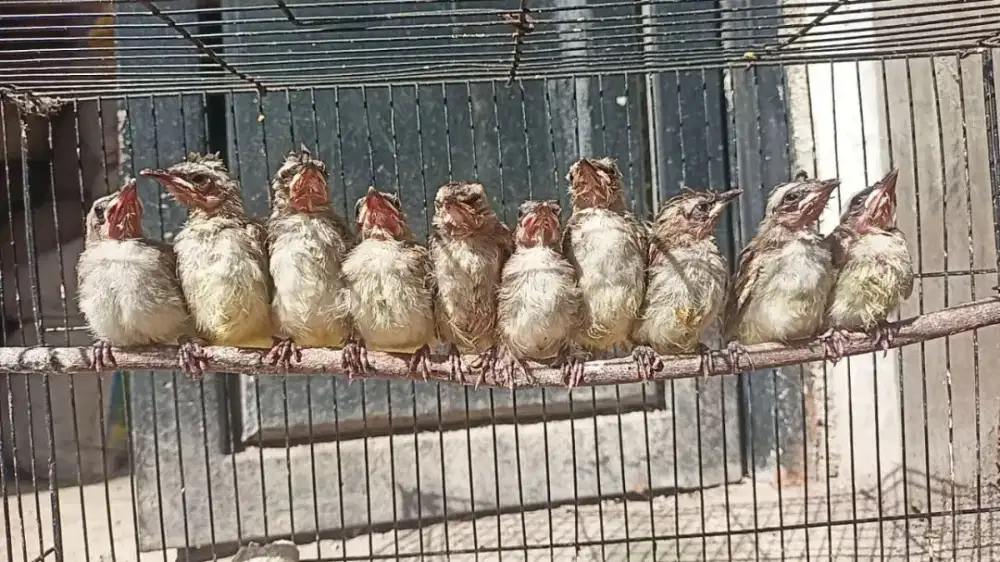 Anakan burung Trucukan