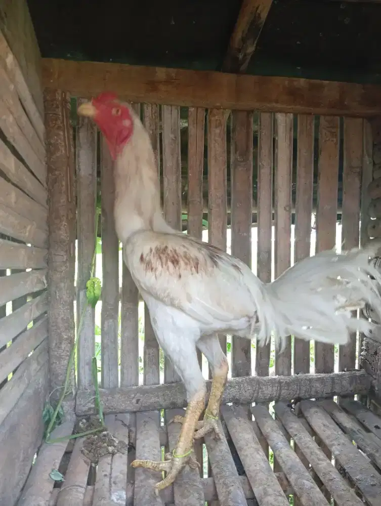 Ayam Bangkok plucker