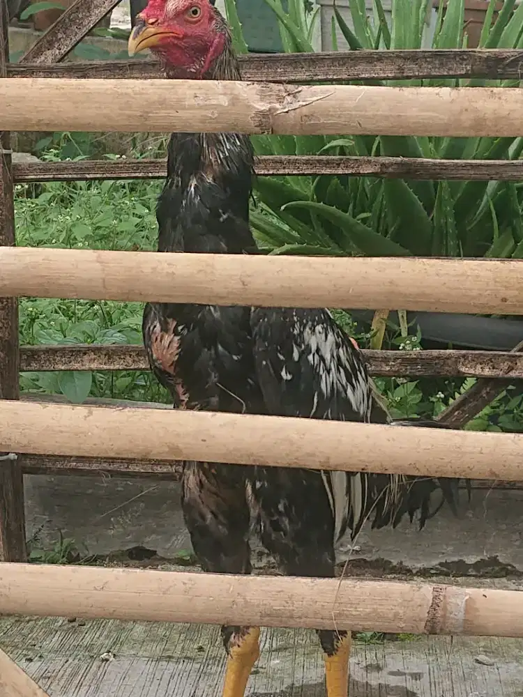 Jantan muda pama jepang