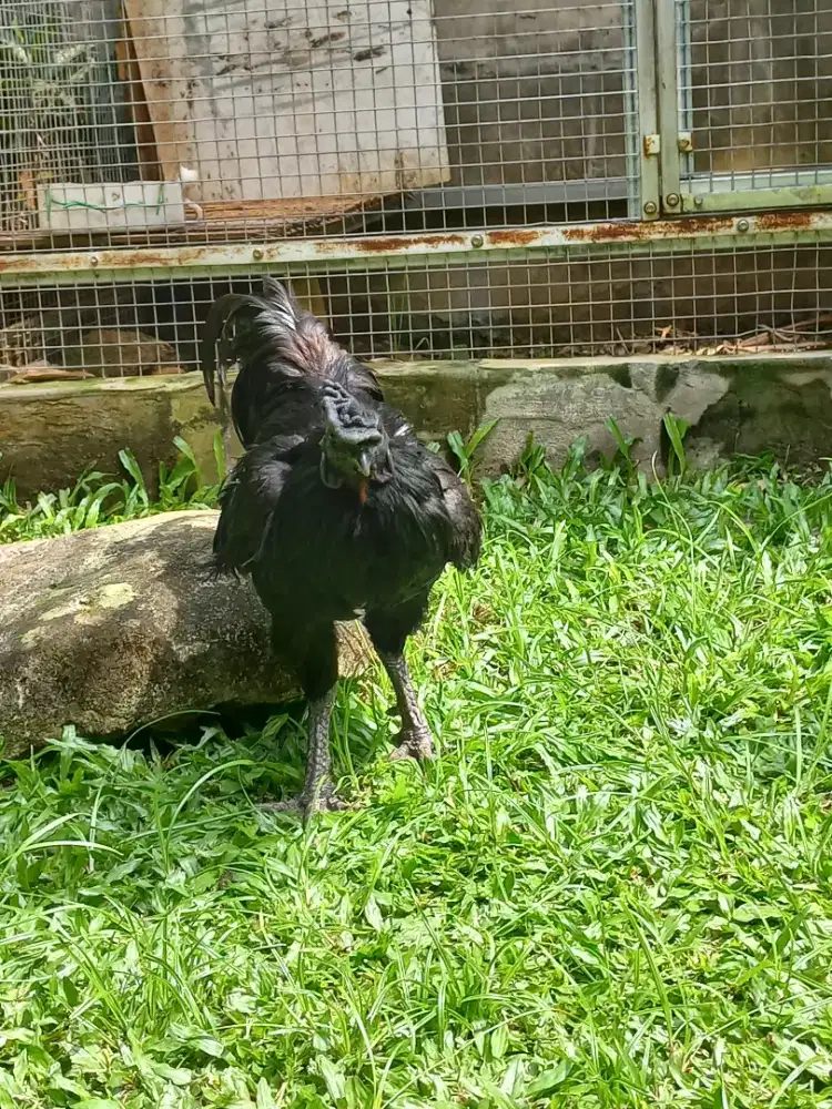 Ayam cemani hitam