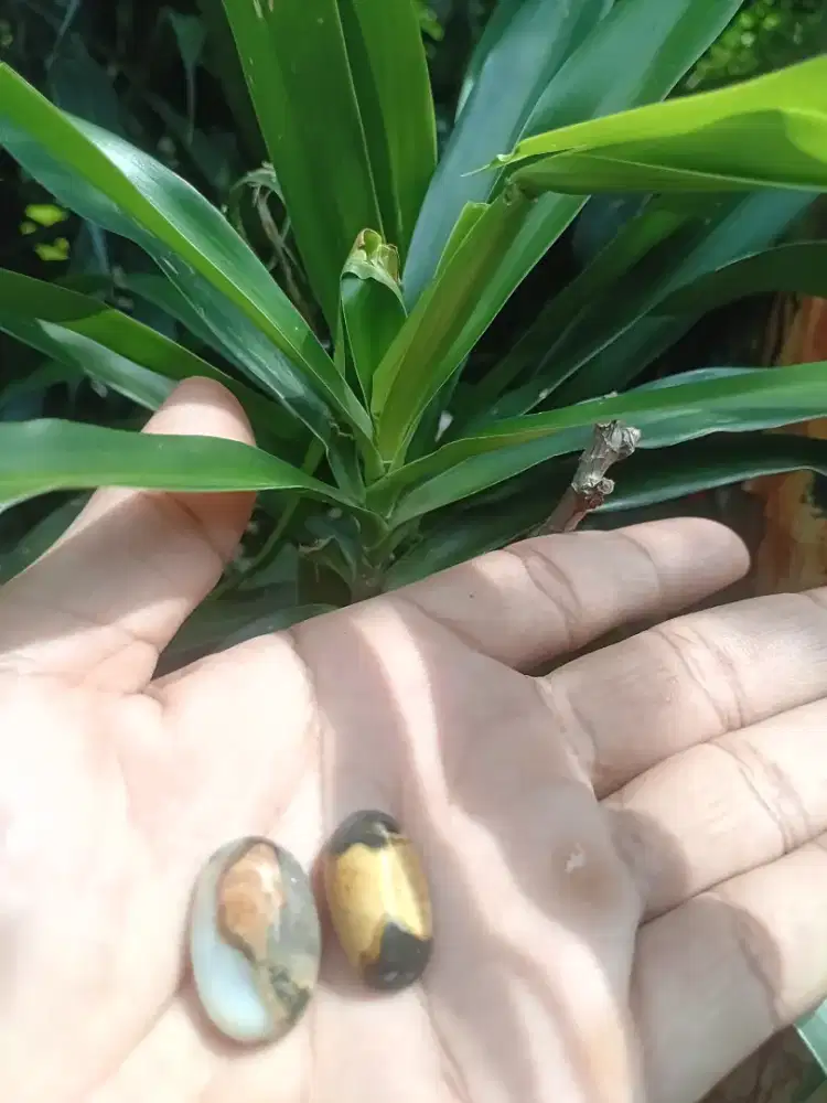 Batu mus_tika succubus incubbus asli 100% lawas