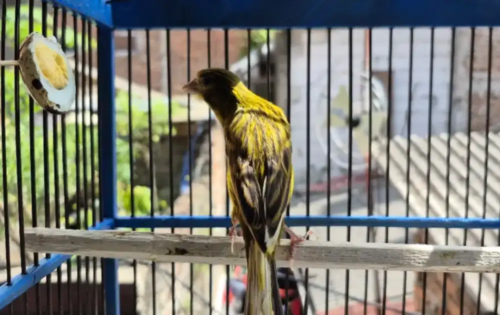 Kenari Hybrid Hijau Botol