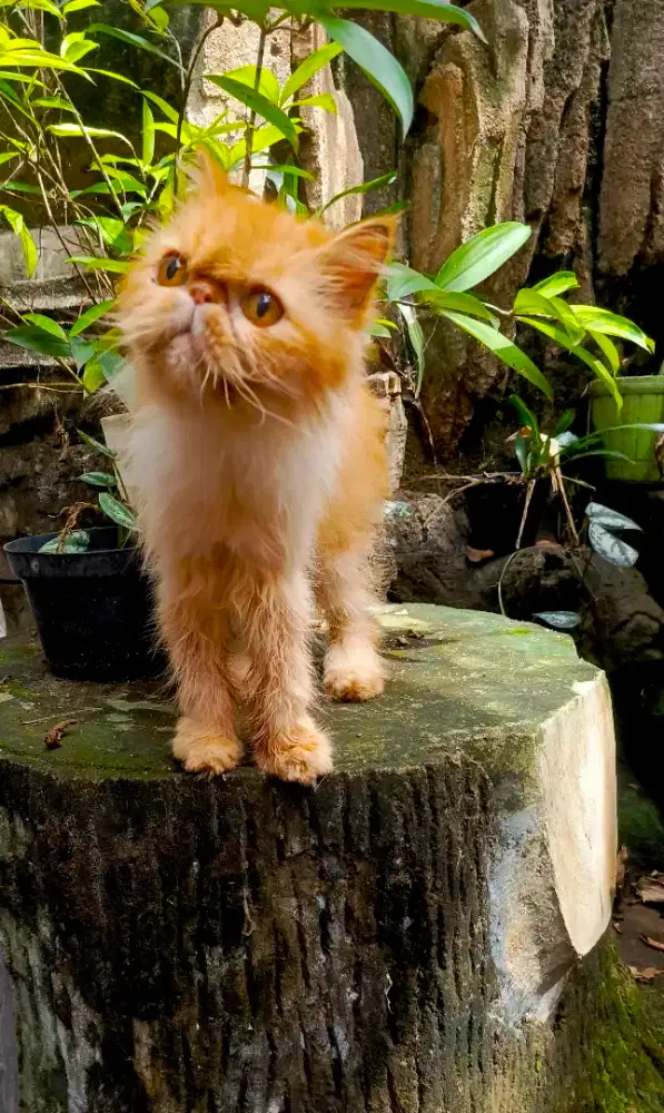 kucing peaknose extrem betina indukan