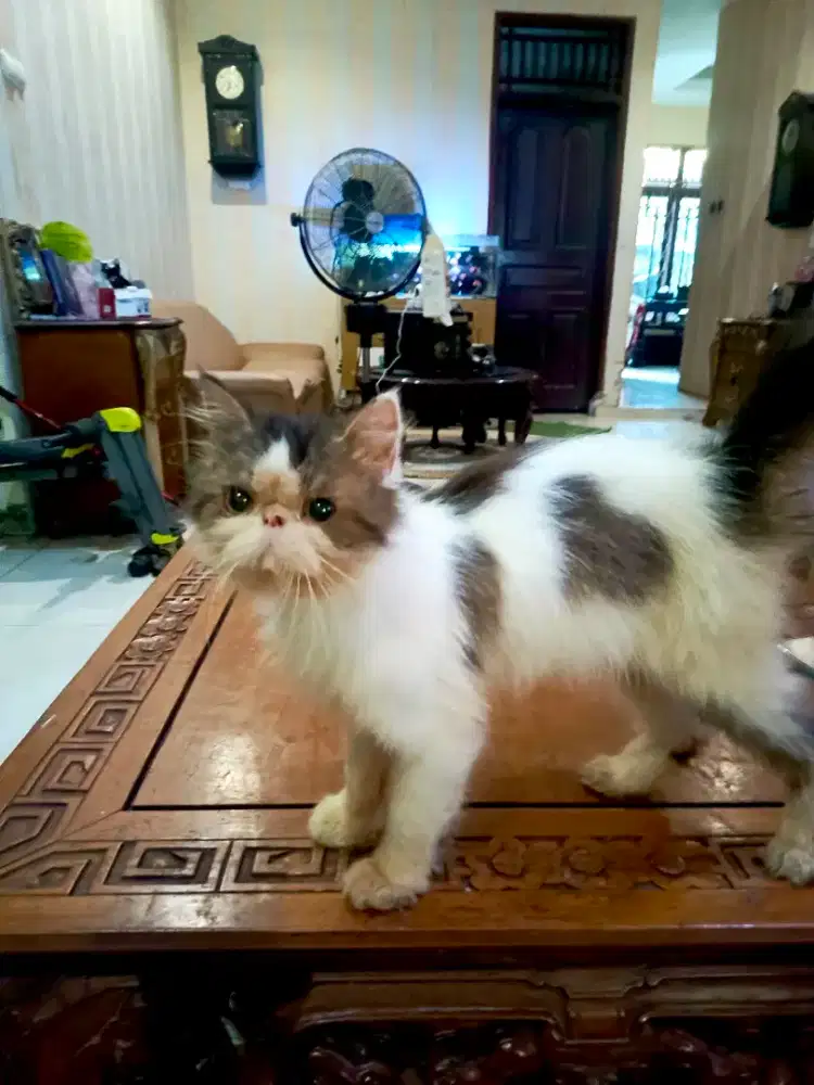 kucing peaknose extrem jantan