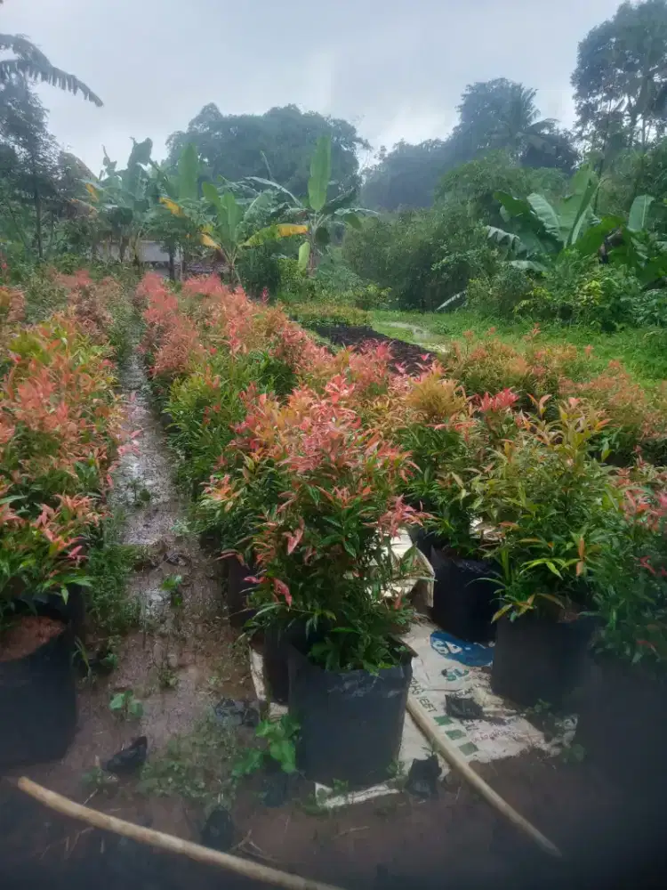 Pucuk merah ukuran 60/70