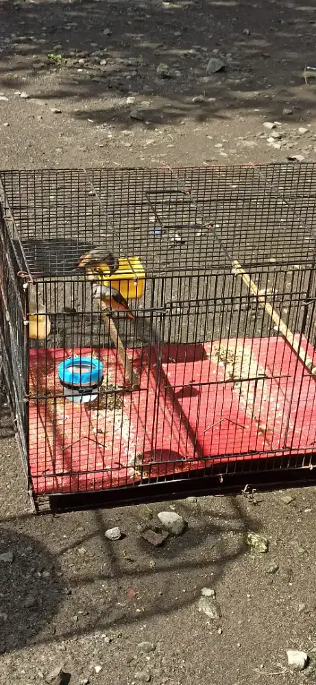 Mantenan Mini sepasang voer