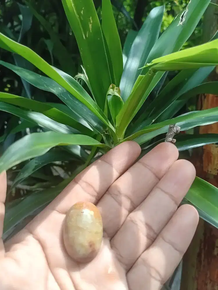 Batu mus_tika janin natural adli 100%