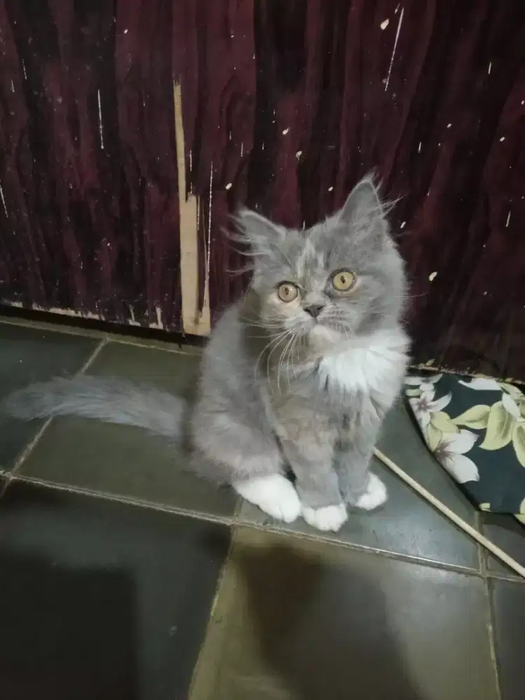 KITTEN PERSIA BETINA