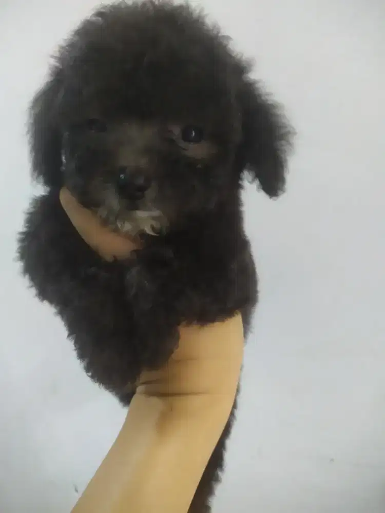 Betina poodle silver