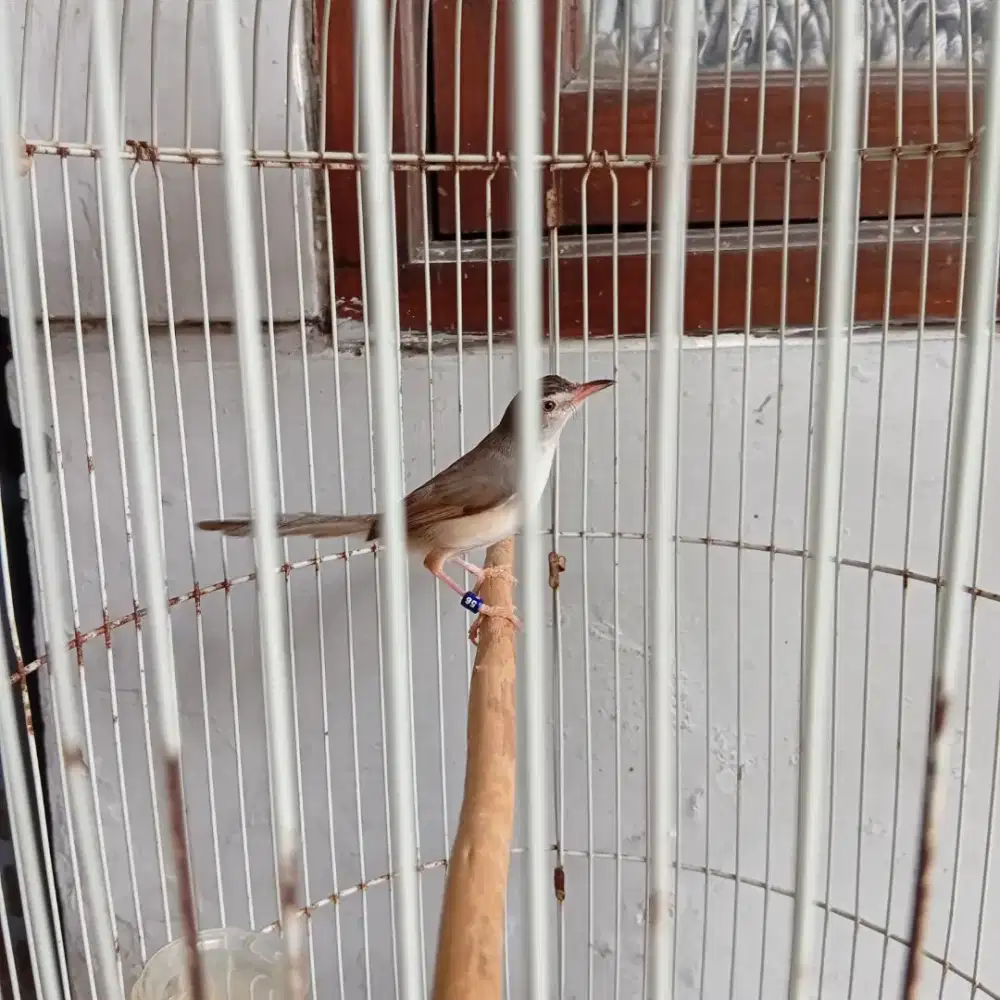 Prenjak klik / prenjak sawah gacor