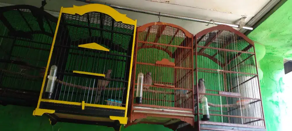 Dijual burung Tekukur kuk 1