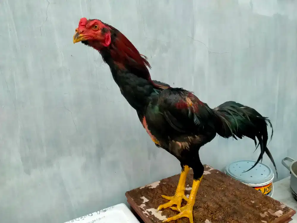 dijual ayam siam