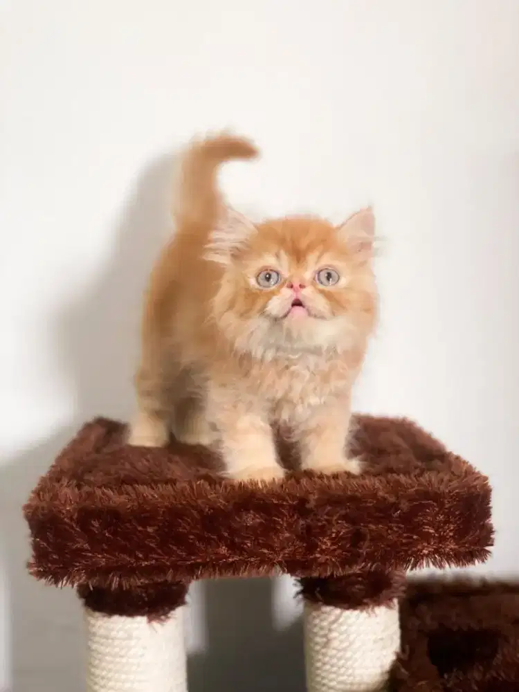 Persia Peaknose Longhair