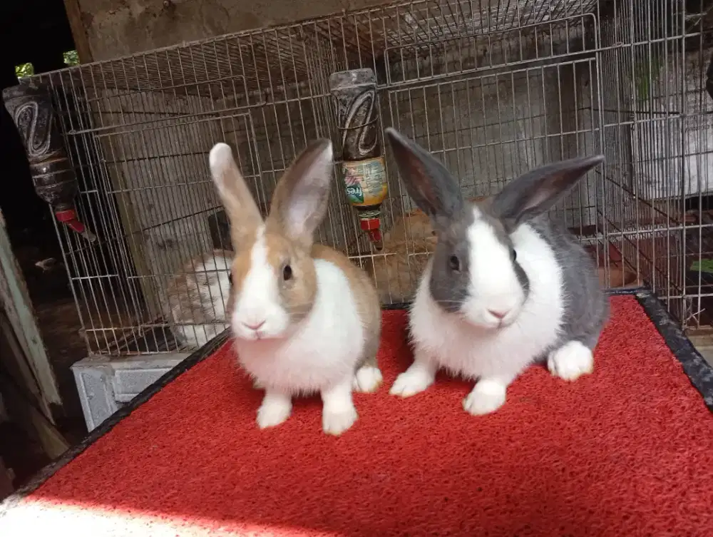 Sepasang kelinci dutch warna terbaik