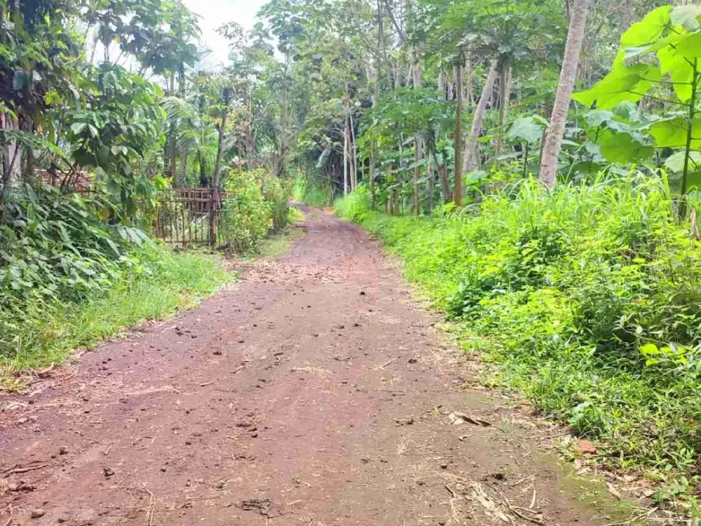 Dijual Kebun BALSA di JEMBER