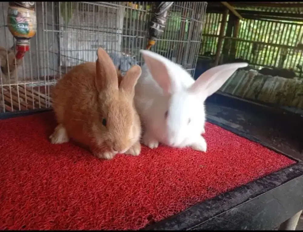 Kelinci silangan jumbo