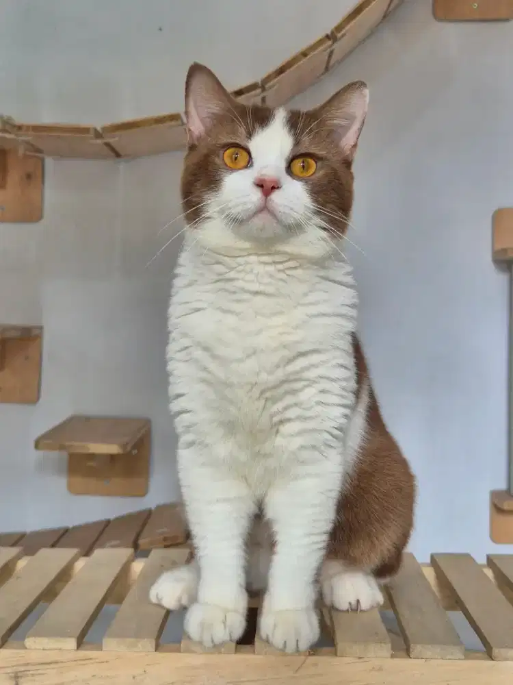 Bsh Cinamon Ped WCF Jantan