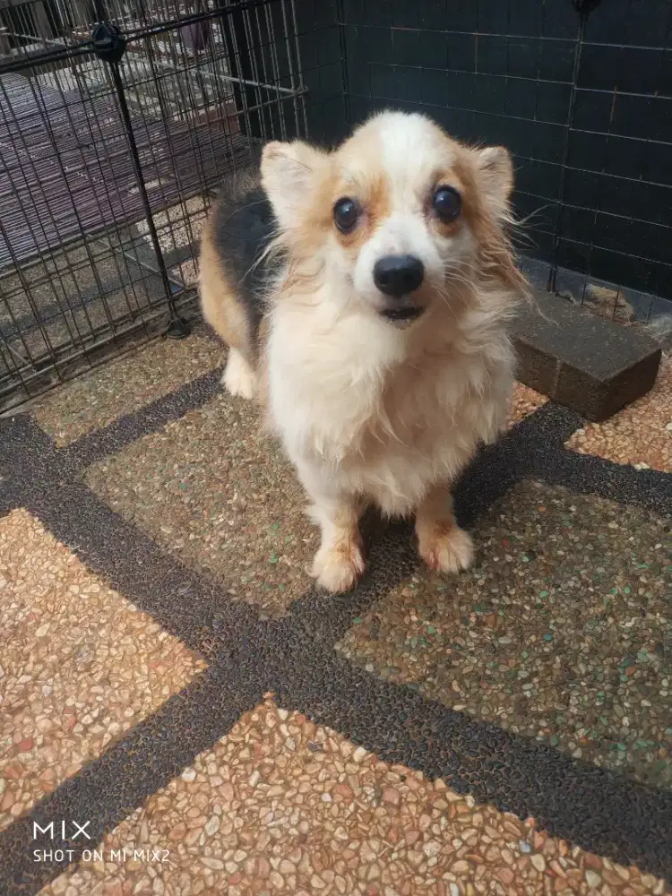 Jual Indukan Corgi Long Hair