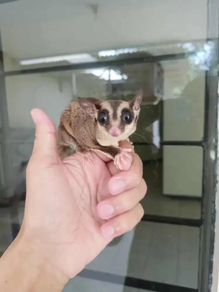 Sugar glider betina 1 thn