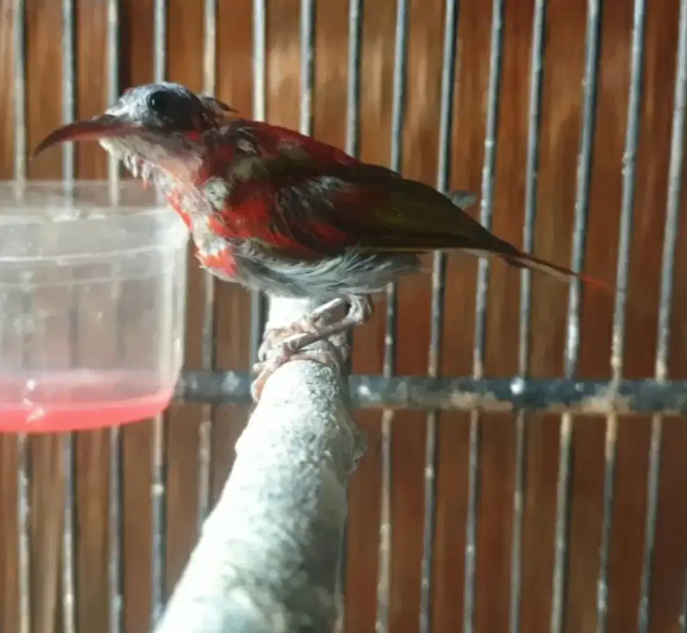 Sepa raja ekor merah mabung rajin