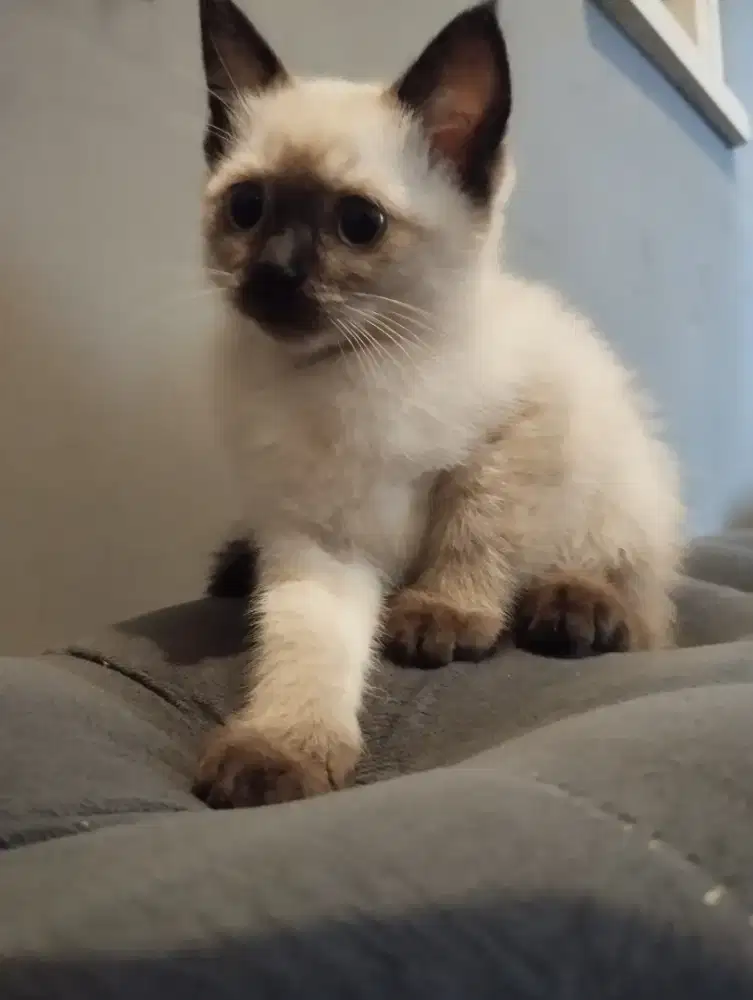 Himalayan Kitten