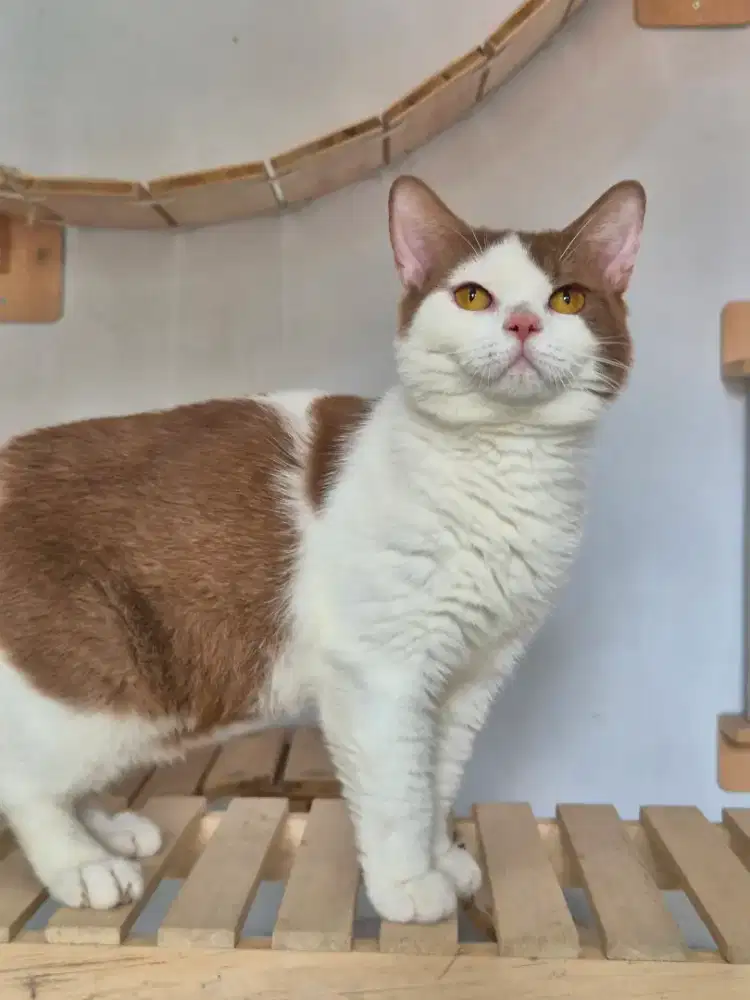 Bsh Cinamon Jantan Ped