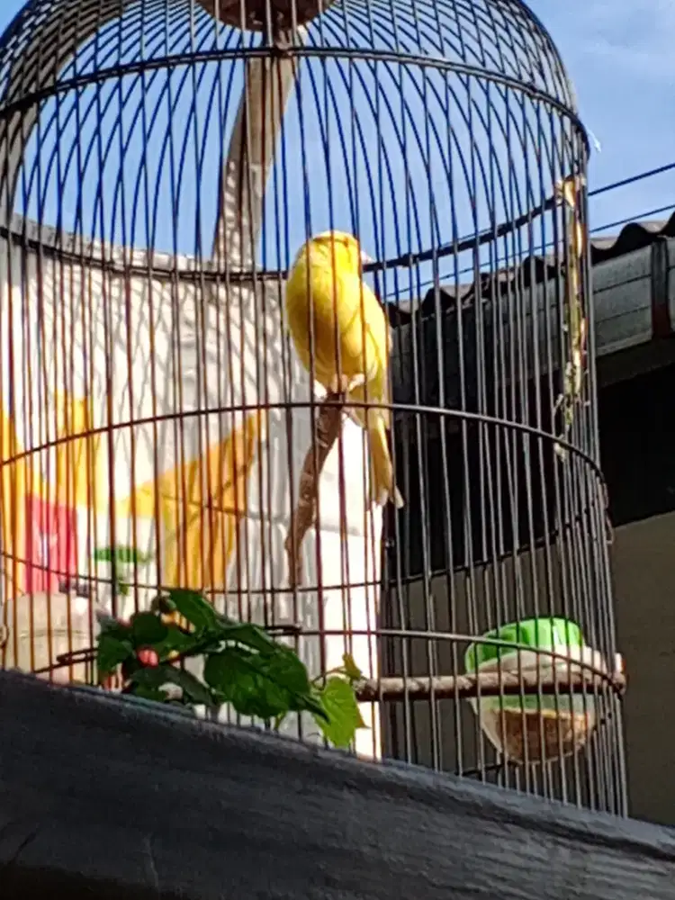 jual Bu kenari loper bekas pejantan