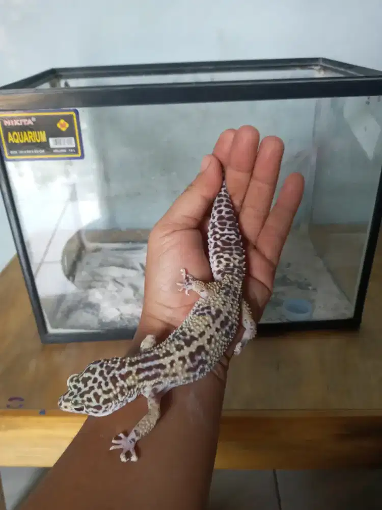 Gecko plus kandang