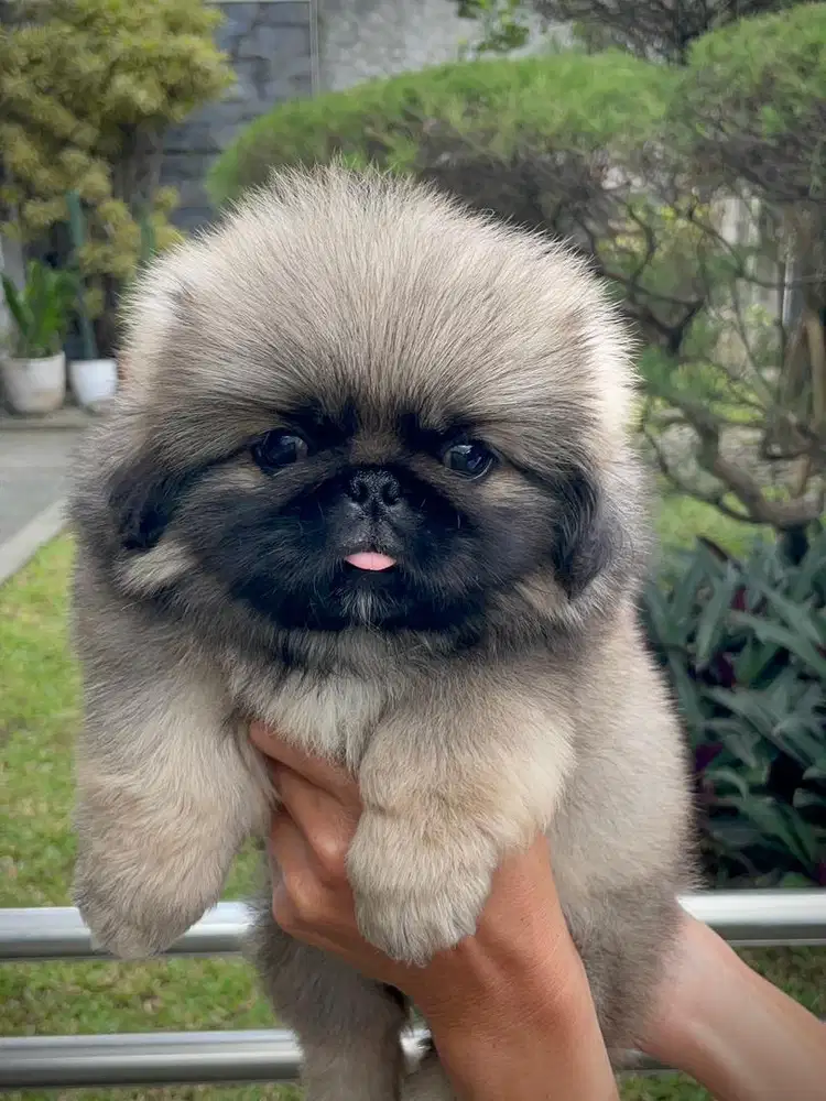 Pekingese jantan