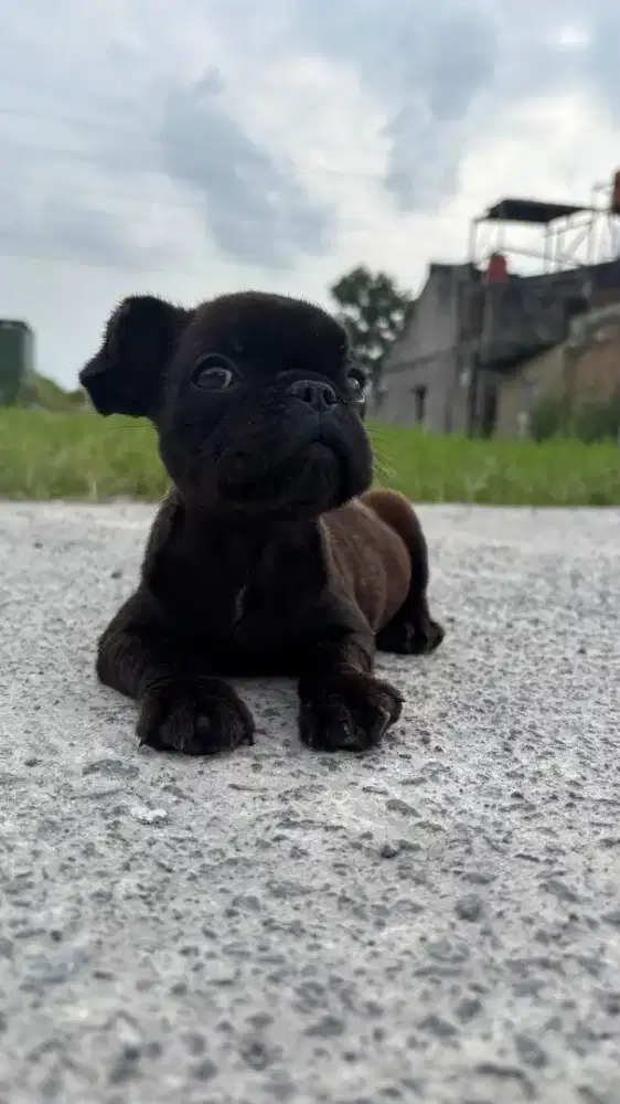 Puppies French bulldog