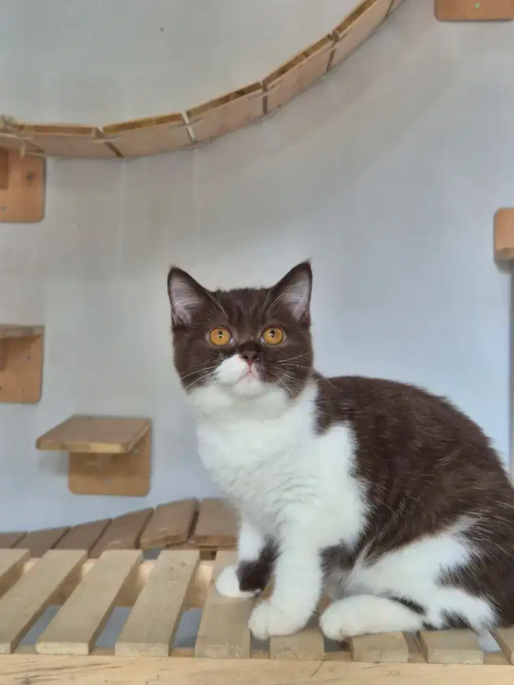 Bsh bico coklat betina