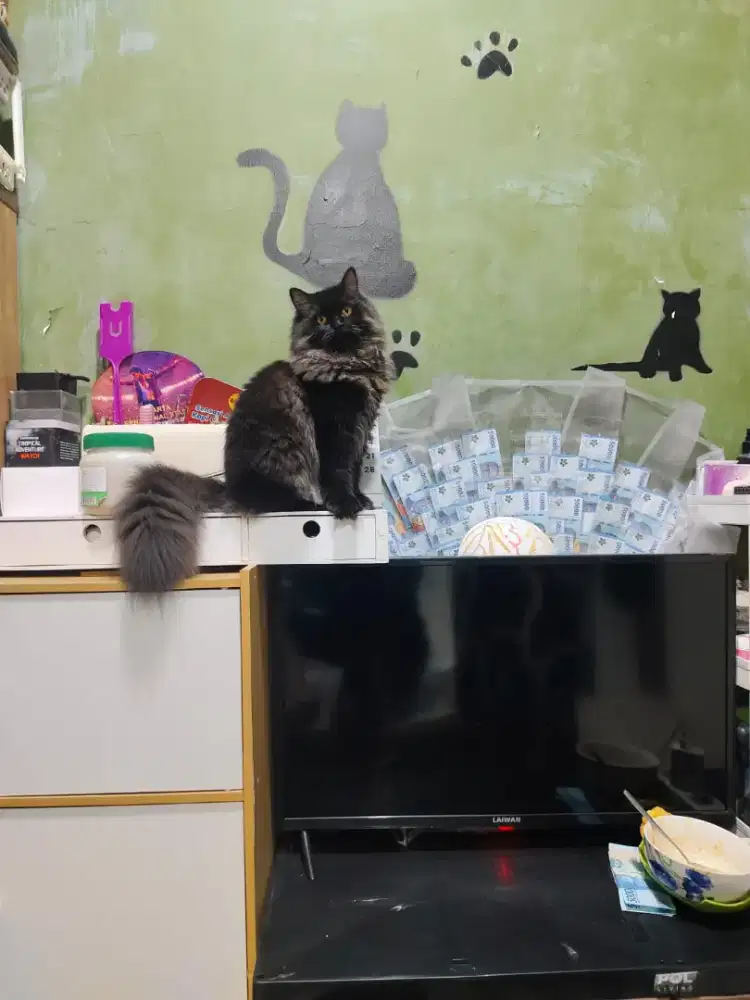 Kucing Persia Maine Coon Super