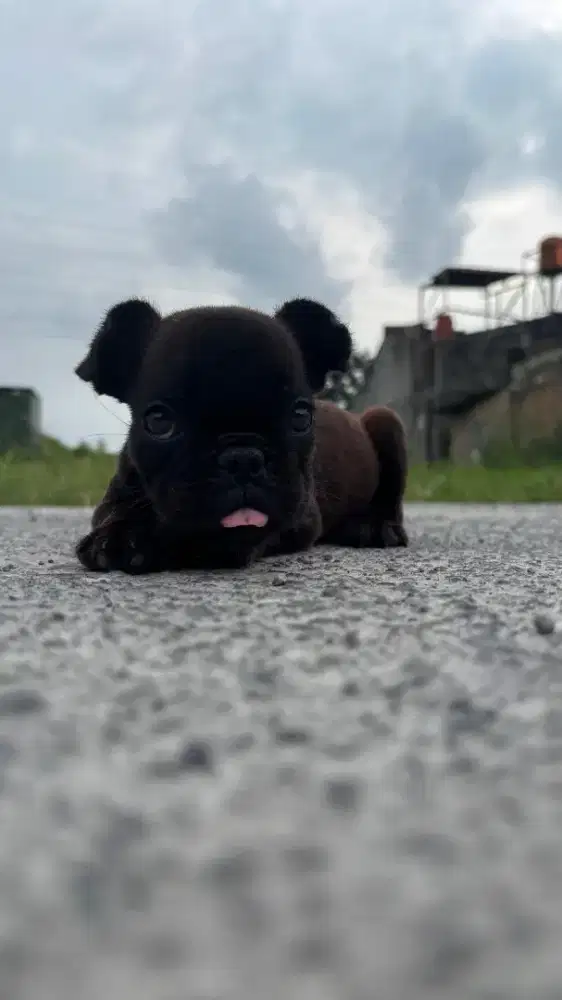 Puppies French bulldog