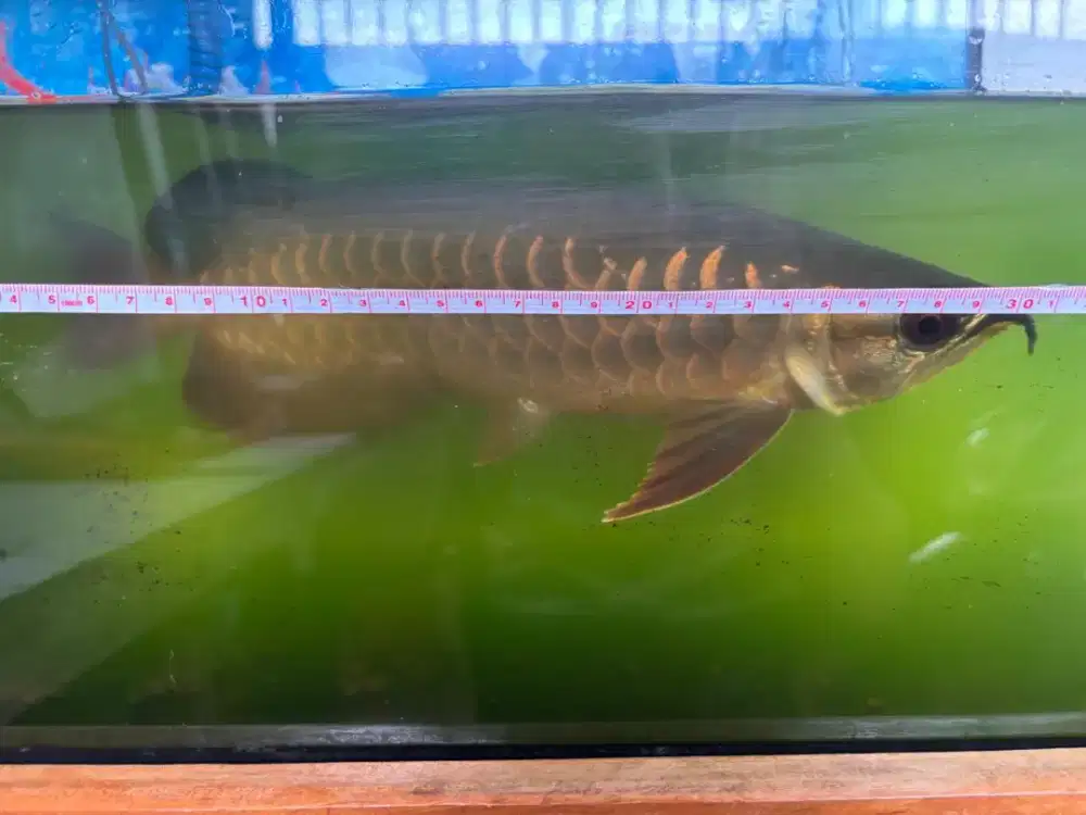 Dijual cepat ikan arwana