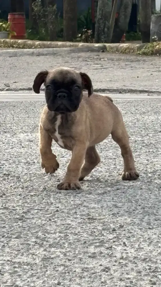 Puppies French bulldog
