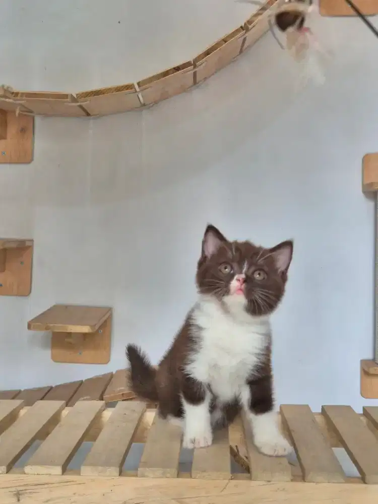 Bsh bico coklat betina nonped