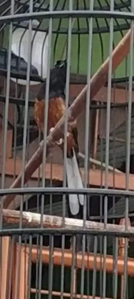 Burung Murai batu hutan