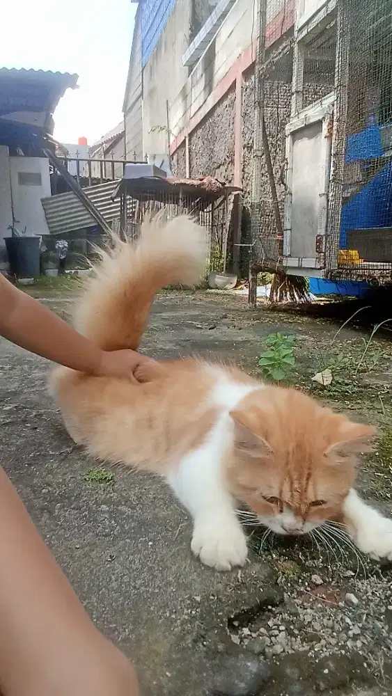 kucing persia oren