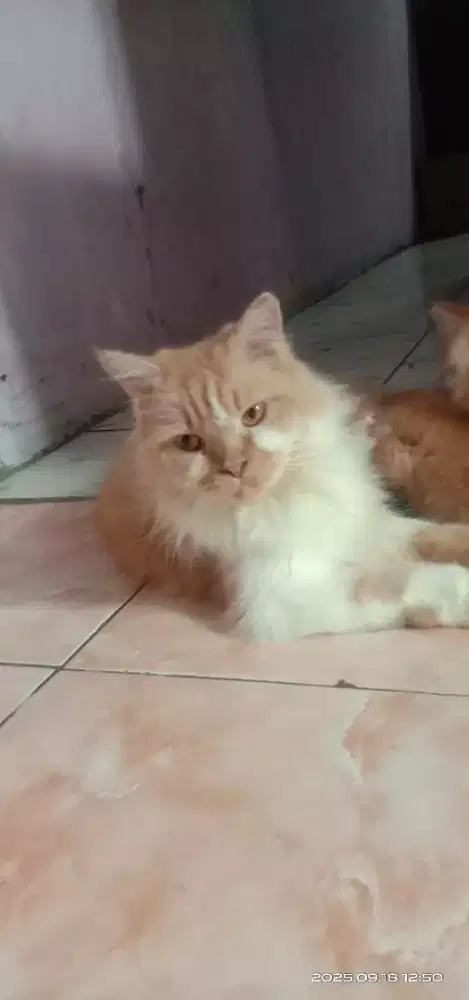 kucing Persia induk & anak