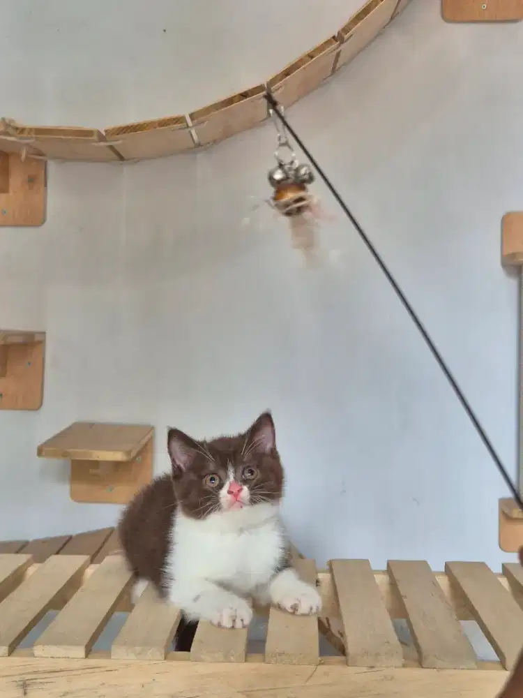 Bsh coklat betina kitten