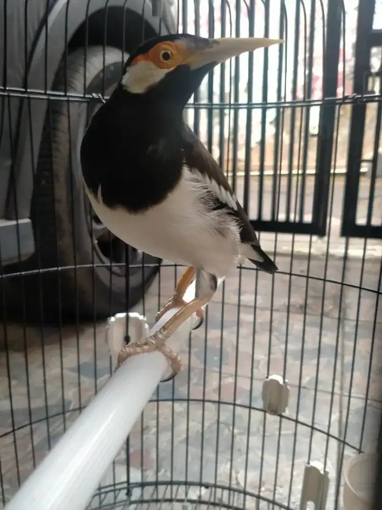 Burung Jalak suren sehat rajin sudah mompa