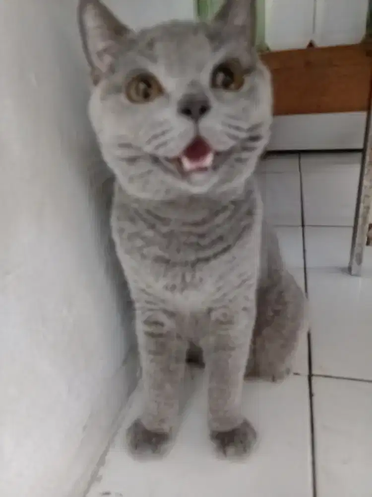 BSH Di Jual siapa cepat Dia yang dapat