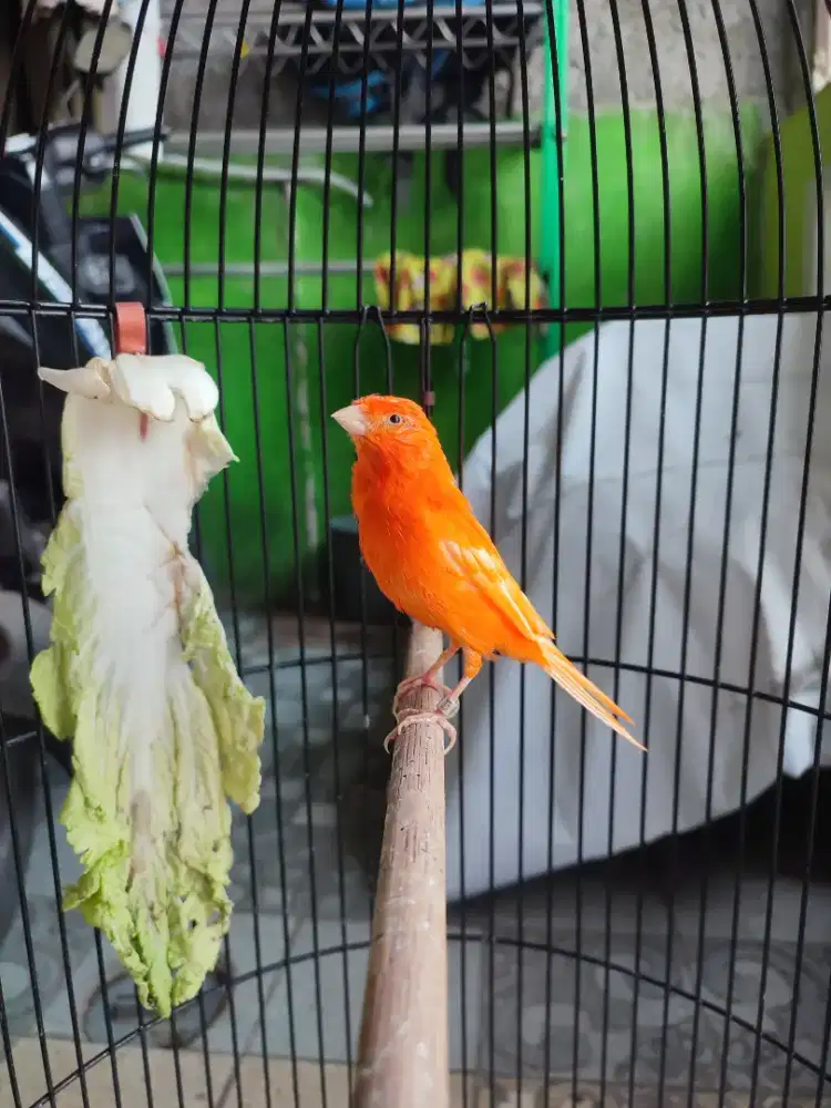 Kenari merlok gacor siap ternak