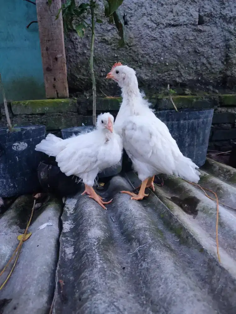 Ayam import white leghorn sepasang