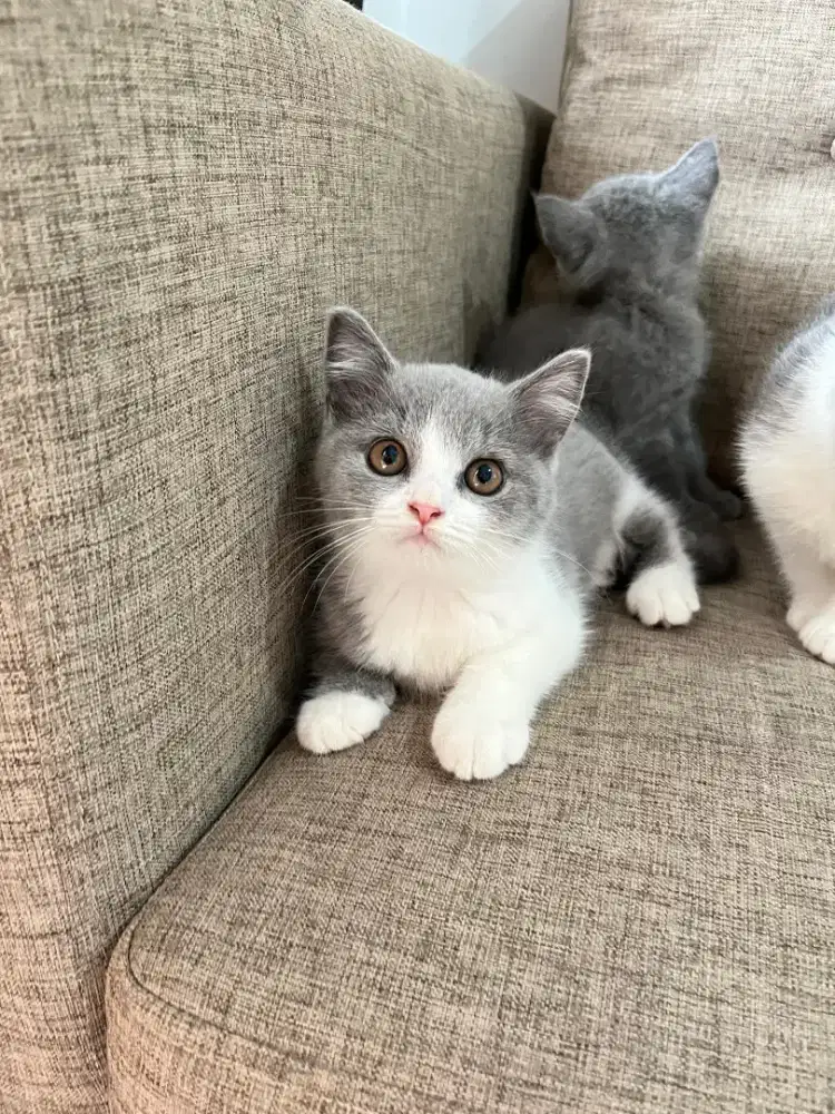 Lepas Adopt 2 BSH 3 Bulan